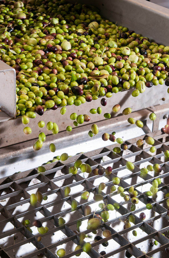 processing-olives-(hr).jpg