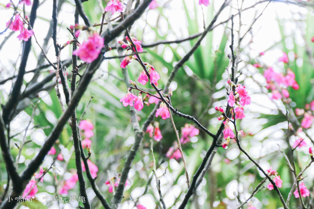 小馬貝菈