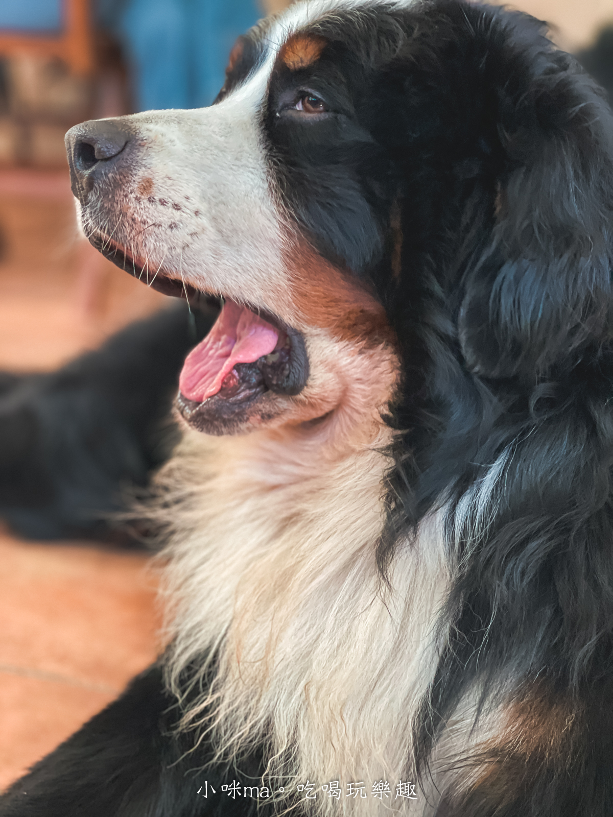 【桃園楊梅美食】野也 kissaten|藏在半山腰奶茶色系老宅咖啡廳、三隻巨型犬陪你喝咖啡,美到像在國外度假 - 第11張圖