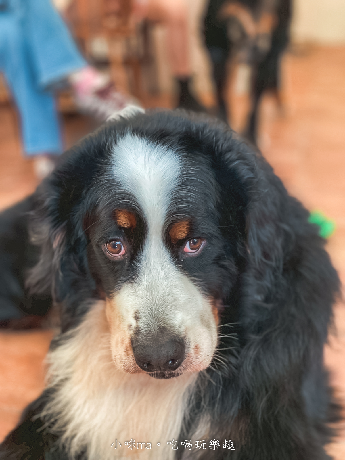 【桃園楊梅美食】野也 kissaten|藏在半山腰奶茶色系老宅咖啡廳、三隻巨型犬陪你喝咖啡,美到像在國外度假 - 第25張圖