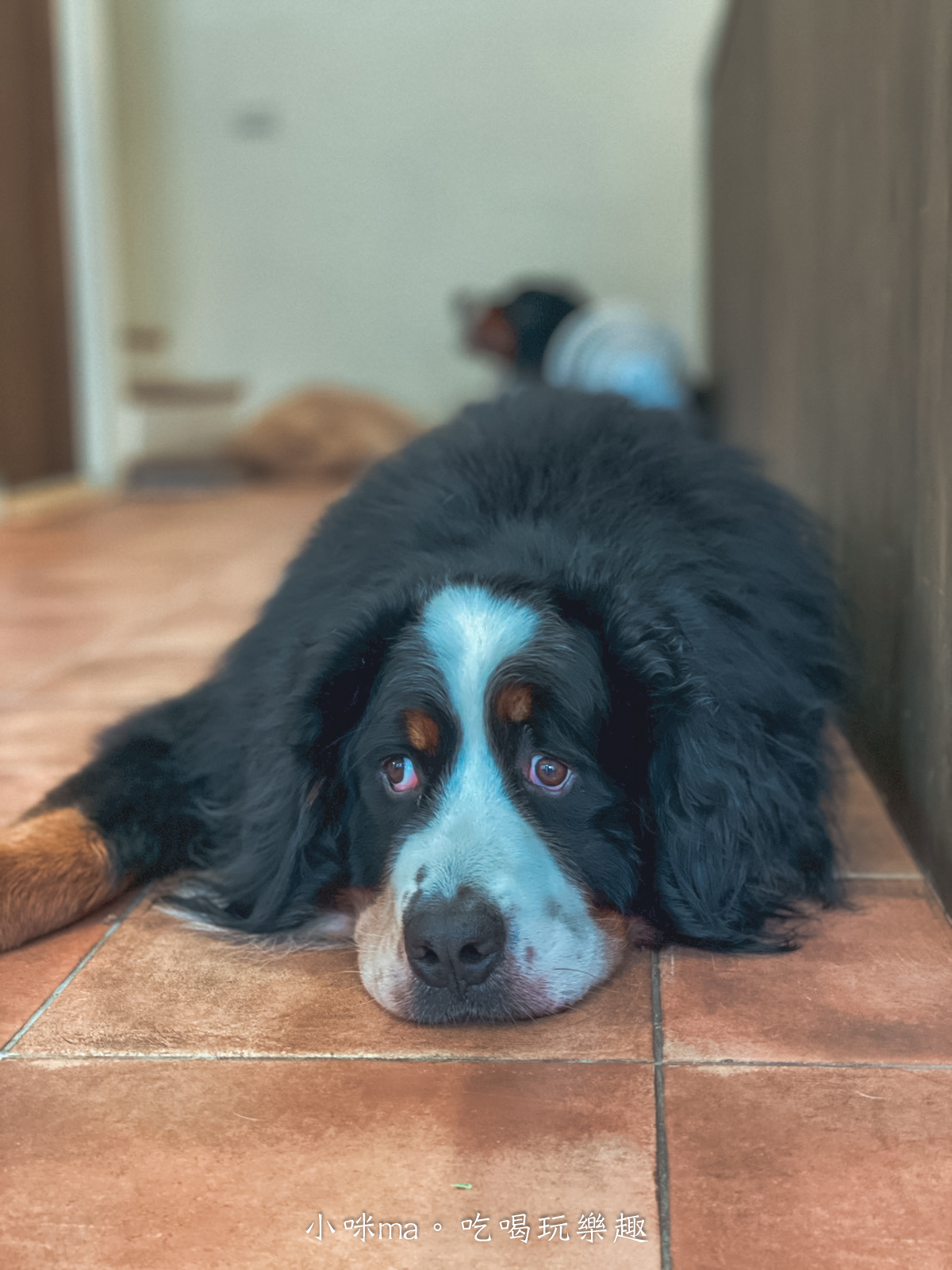 【桃園楊梅美食】野也 kissaten|藏在半山腰奶茶色系老宅咖啡廳、三隻巨型犬陪你喝咖啡,美到像在國外度假 - 第16張圖